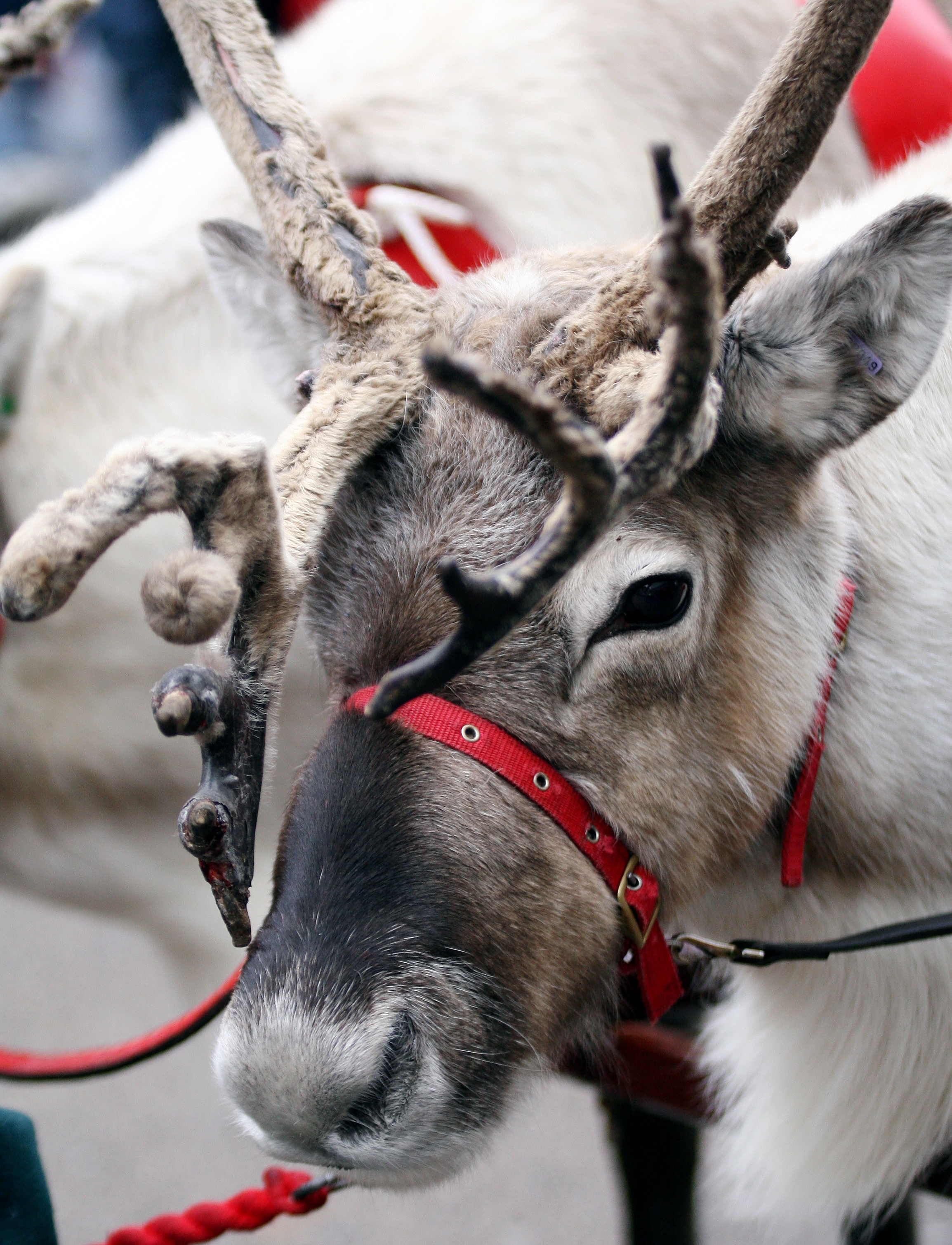 Exeter Guildhall Shopping Centre festivities kick off tonight | The