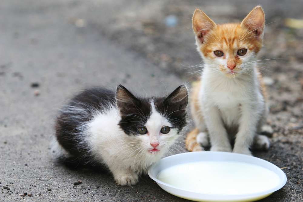 Kind pets. Кошка и молоко. Молоко для котят прикол. Кошка сортирует.