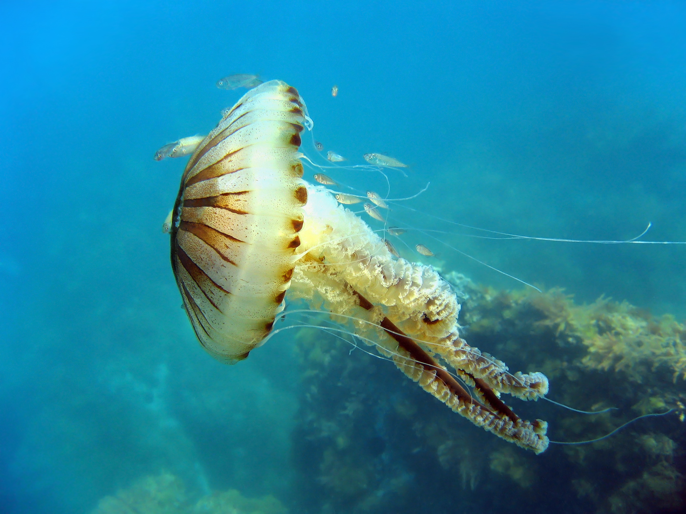 Warmer weather brings increased numbers of jellyfish to our shores ...