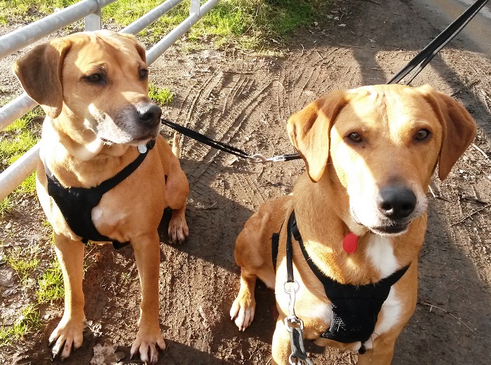 Doggy duo seek new home The Exeter Daily