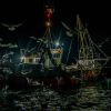 1st place Sardines and Gulls, Sam Mansfield. Instagram @cornwallsnorkel