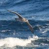 Northern giant petrels by Richard Sherley