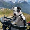 Daisy the diabetic detection dog on holiday with her family in France. 