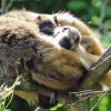 Baby is not a howler yet
