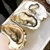 Oysters