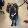 Labradoodle Clarissa, who's currently training in Exeter. A grey and white Labradoodle looks up at the camera.