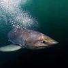 A large female Porbeagle shark. Credit Andrew Alsop, Whitewater.