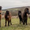 Dartmoor ponies give helping hand at RSPB headquarters