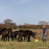 Dartmoor ponies give helping hand at RSPB headquarters
