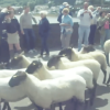 Sheep Drive in 2012
