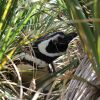 Devon’s new nature reserve… in the South Atlantic