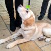 A guide dog puppy laying down side on and looking upwards