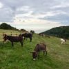 Pastures new for Devon's roaming donkeys