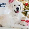 Guide Dogs for the Blind