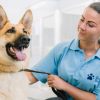 A Guide Dogs staff member holds a German Shepherd Dog by the lead. They are sitting together indoors