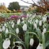 Snowdrop Festival, The Garden House