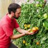 Gardener Sam checking an Atkins Stuffing tomato at Knightshayes. Photo: NT Liz Abdey