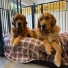 Two trainee guide dogs in Exeter Two guide dogs in training lie on a dog bed together.