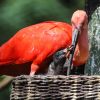 In the pink: scarlet birds have red letter day