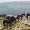 Dartmoor Pony Heritage Trust