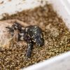 Paignton Zoo hatches Mexican beaded lizard