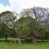  New prop for the Sweet Chestnut at Killerton. Photo: Chantelle Barry