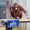 Paignton Zoo and Bays Brewery Orangutan Ale