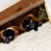 Critically Endangered red ruffed lemurs born at Paignton Zoo 