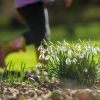 Child in wellys walks past snowdrops