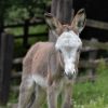 Sweet Pea named by HRH Duchess of Cornwall.  Photo: The Donkey Sanctuary 