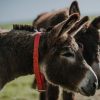 Donkeys, The Donkey Sanctuary