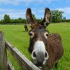 May opening for The Donkey Sanctuary Sidmouth 