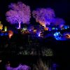 Trees lit up with festive illuminations in Sidmouth