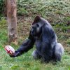Zoo gorilla plays ball