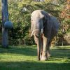 Zoo plans Duchess memorial
