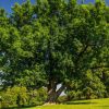 Ash, tree, Devon