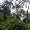 Bwindi Impenetrable National Park