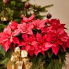 Christmas plants will freshen up your living space.