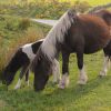 Dartmoor ponies