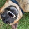 Dog laying upside down on the grass