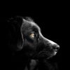 Is My Dog at the Risk of a Lifestyle Disease