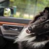 Dog looking over back shoulder in car