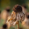 dry flower from drought