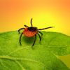 Planting for the Newbies: Common Plant Diseases and Pests