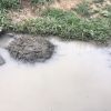 flamingo nest