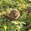 Survey local riverbanks this spring to help save endangered water voles