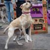 a dog performing at a dog show 