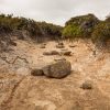 dry riverbed with rocks in the middle, lined by plants