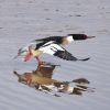 guided bird watching cruise