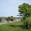 Road verges provide opportunity for wildflowers, bees and trees